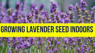 😲 Growing Lavender Indoors from Seed Easy Guide [upl. by Anotyad]