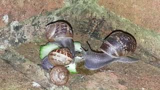 SNAILS vs Cucumber timelapse [upl. by Lyman]