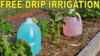 How To Build A FREE DIY Garden DIP IRRIGATION System With Milk Jugs [upl. by Lavona525]