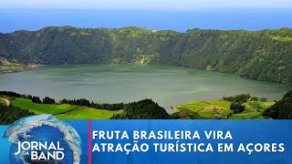 Fruta brasileira e “vacas felizes” viram atrações turísticas nos Açores  Jornal da Band [upl. by Nniw767]