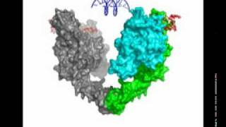 Preventing cells from getting the kinks out of DNA [upl. by Aratahc]