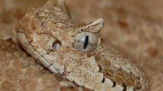 Sidewinder  Crotalus cerastes [upl. by Ahsoym]