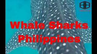 Whale Sharks  Snorkeling  Cebu Philippines [upl. by Kalfas]