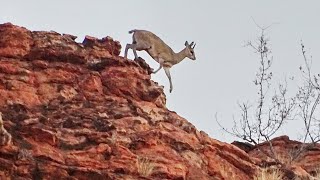 Klipspringer  Oréotrague sauteur [upl. by Leira913]