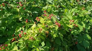 20200706 Niwot Black Raspberries Ripening [upl. by Aneekahs]