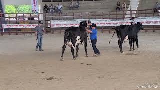 La campeona en la raza girolando FERIA GANADERA DE SANTA ANA [upl. by Atener482]