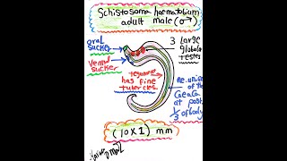 Schistosoma haematobium Adult Male [upl. by Imoian]