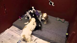 6 week old Cocker Spaniel puppies playing [upl. by Aivlis]