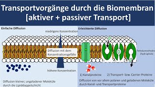 Transportvorgänge durch die Biomembran Stofftransport durch die Biomembran Biologie Oberstufe [upl. by Anaitat]