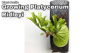 Plant Profile  Platycerium Ridleyi Ep 52 [upl. by Asehr462]