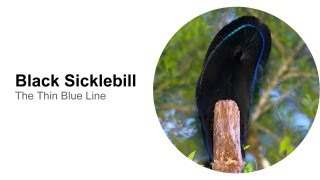 Black Sicklebill The Thin Blue Line [upl. by Llehctim]