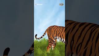 The Royal Bengal Tiger  Pride of India  International Tiger Day  Epicpedia  Epic [upl. by Allisirp]