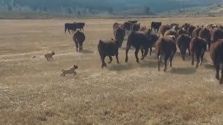 Pair Of Pugs Herd Cattle On Ranch [upl. by Ellerrehs460]