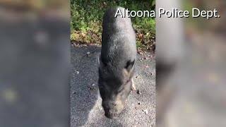 Potbelly Pig in Altoona 2 [upl. by Duffie]