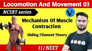 Locomotion and Movement 03  Mechanism of muscle contraction  sliding Filament  Class 11  NEET [upl. by Inalem]