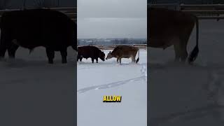 Cows With VR Headsets shorts [upl. by Clarke]