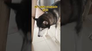 viralvideo food amor viralshort humor viralshort [upl. by Nikal297]