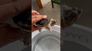 Alligator Snapping Turtle…… turtle pet animals [upl. by Hellman116]