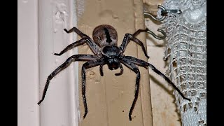 How to Identify the Australian Spiders Living in Your Home [upl. by Uwkuhceki]