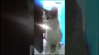 Kucing Mabox Sempoyongan SONG [upl. by Suriaj]