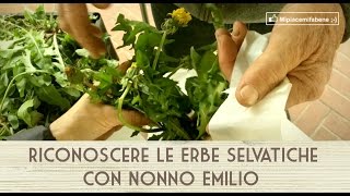 Riconoscere Le Erbe Selvatiche con Nonno Emilio [upl. by Pascasia]