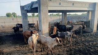 Cattle Farming In Pakistan  Janwaron ka Wieght Kisy Karty Hain What is Meat And Live Weight [upl. by Aanas182]