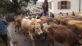 Viehscheid  Untermaiselstein 2018 [upl. by Amehr729]