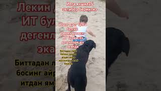 s 🐶Итинг дуст булса булсин дустинг ИТ булмасин🐶 s 🐶 [upl. by Ahsykal]