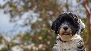 Rescuing a Portuguese Water Dog A LifeSaving Mission [upl. by Aehtela]