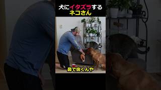 犬にイタズラするネコさん [upl. by Jasen]