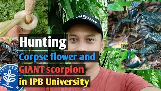 Corpse flower Bunga bangkai and Angry Giant scorpion at IPB University [upl. by Marcellina]