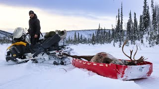 FULL Season Winter Caribou Hunt  ALASKA 20232024 [upl. by Sueaddaht]