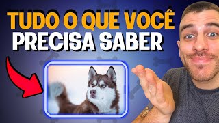 Tudo Que Você Precisa Saber Sobre o Husky Siberiano [upl. by Kinnard]