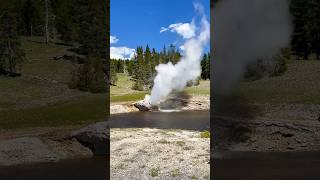 Majestic Power Yellowstone Geyser Erupts in Stunning Display [upl. by Adora]