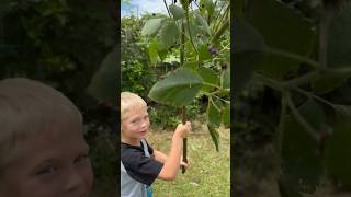 BlackBerry Bush or Tree berries garden fruit [upl. by Illil397]