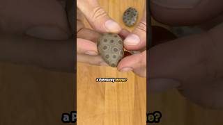 The Beautiful Petoskey Stone [upl. by Ellga]