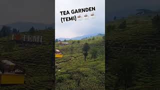 TEA GARNDEN TEMI FORESTTEMI TEA [upl. by Ardnoid]