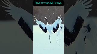 Red Crowned Crane 🐦  shorts birds youtube trending [upl. by Aneez]