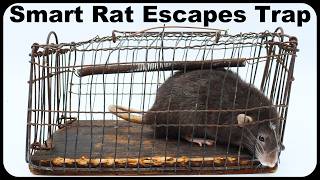 Smart Rat Unlocks Door amp Escapes Trap Worlds Smartest Rat Part 2  Mousetrap Monday [upl. by Bertelli]