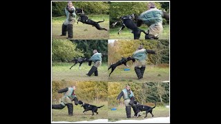 ZORRO DE LA ARENA Working Presa Canario training protection schutzhund action molosser alano dogo [upl. by Sigismondo]