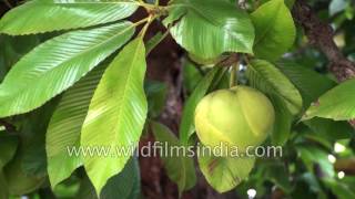 Chalta tree Dillenia indica or Elephant apple [upl. by Ijies]