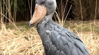 WeltVogelpark Walsrode  Schuhschnabel  Shoebill Bird  sensationell dieser Vogel [upl. by Notsle]