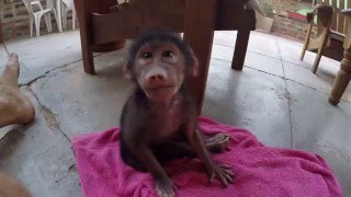 Baby Baboons Are Kinda Cute [upl. by Yunick]