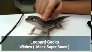 Leopard Gecko Back Rub [upl. by Eserrehs]