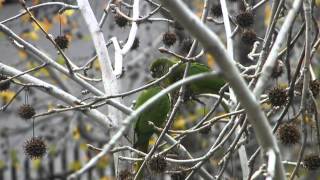 Loros de Buenos Aires 1 Chiripepé Cabeza Verde [upl. by Elenore]