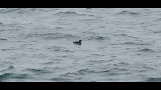 Rhinoceros Auklet in Haro Strait [upl. by Eetnahs]