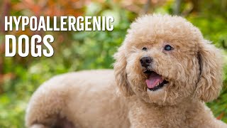 Top 10 Hypoallergenic Dog Breeds [upl. by Rosabelle586]