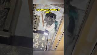 DOG Saves His Owners’ Lives in Abandoned House… [upl. by Annailuj]