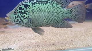 Cuban cichlid in my American cichlids community tank [upl. by Ailefo]