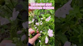 Beautiful TX native Fall obedient plant Physostegia virginiana butterflygarden nativetexasplants [upl. by Nido]